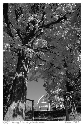 Elm Grove Farm near Woodstock. Vermont, New England, USA (black and white)