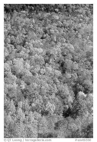 Hillside covered with trees in fall color, Green Mountains. Vermont, New England, USA (black and white)