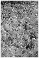 Hillside covered with trees in fall color, Green Mountains. Vermont, New England, USA (black and white)