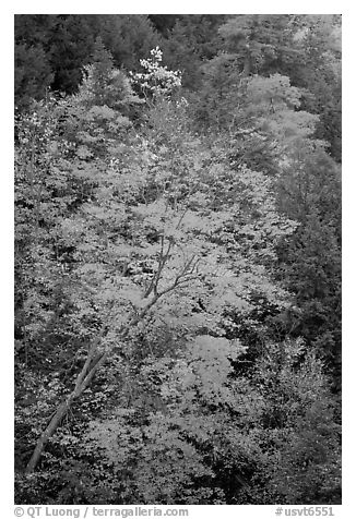Maple tree with red leaves, Quechee Gorge. Vermont, New England, USA (black and white)