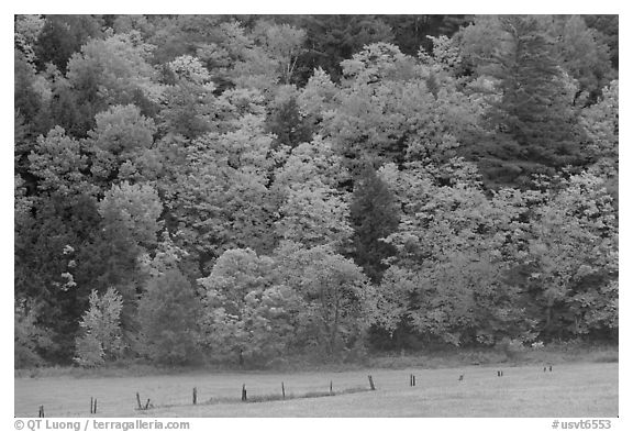 Meadow, fence, and colorful trees. Vermont, New England, USA (black and white)