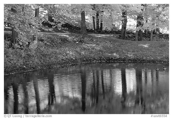 Pond with tree reflections. Vermont, New England, USA (black and white)