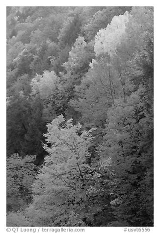 Multicolored trees on hill, Quechee Gorge. Vermont, New England, USA (black and white)