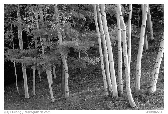 Birch trees. Vermont, New England, USA (black and white)