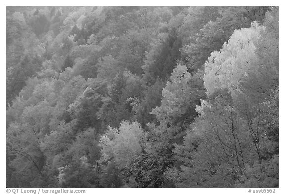 Multicolored trees on hill, Quechee Gorge. Vermont, New England, USA (black and white)