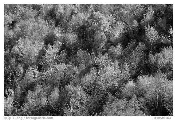 Hillside covered with trees in autumn color, Green Mountains. Vermont, New England, USA (black and white)