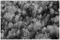 Hillside covered with trees in autumn color, Green Mountains. Vermont, New England, USA ( black and white)