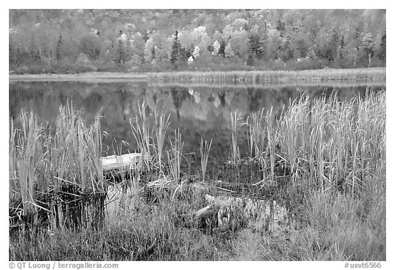 Reeds and pond, Green Mountains. Vermont, New England, USA