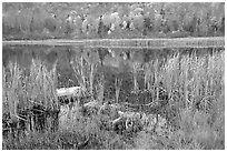 Reeds and pond, Green Mountains. Vermont, New England, USA ( black and white)