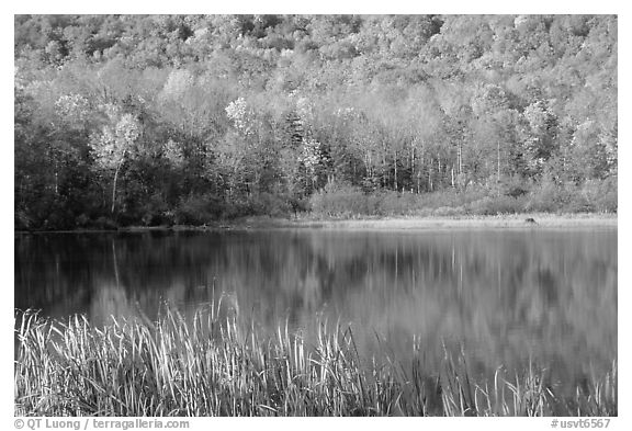 Hill in fall colors reflected in a pond. Vermont, New England, USA (black and white)