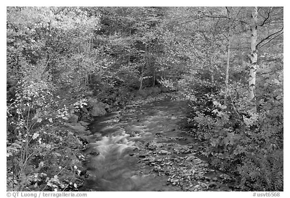 Stream and birch trees. Vermont, New England, USA (black and white)