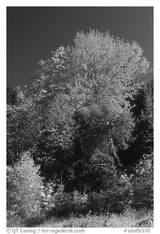 Bouquet of trees in fall foliage. Vermont, New England, USA