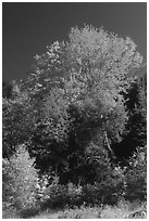 Bouquet of trees in fall foliage. Vermont, New England, USA ( black and white)