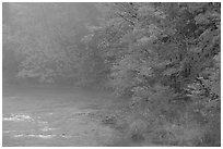 Misty river with trees in fall foliage. Vermont, New England, USA (black and white)