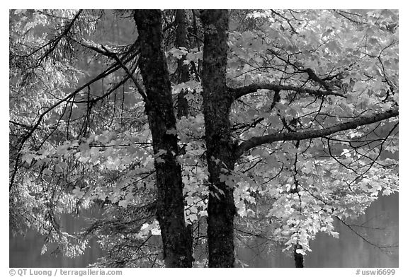 Maple in fall colors. Wisconsin, USA (black and white)