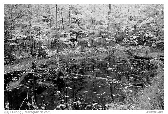 Pond surrounded by trees in fall colors. Wisconsin, USA (black and white)