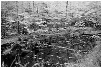 Pond surrounded by trees in fall colors. Wisconsin, USA (black and white)