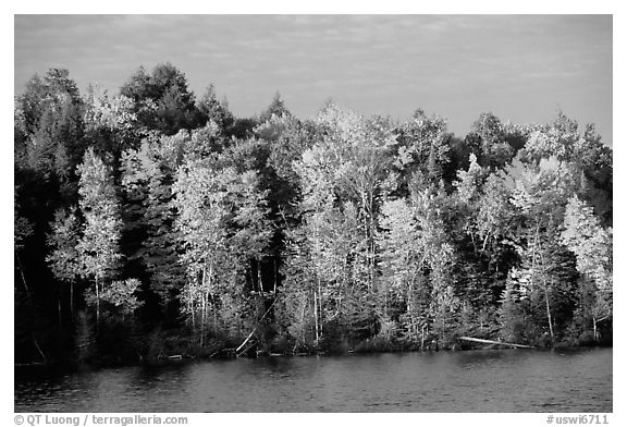 Trees in fall colors bordering a lake. Wisconsin, USA (black and white)