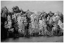 Trees in fall colors bordering a lake. Wisconsin, USA (black and white)