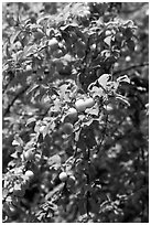 Branches with cherry plums. Hells Canyon National Recreation Area, Idaho and Oregon, USA (black and white)