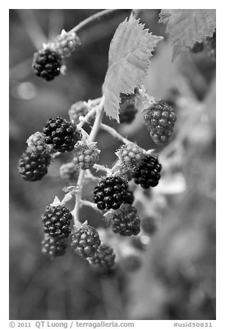 Close-up of blackberries. Hells Canyon National Recreation Area, Idaho and Oregon, USA (black and white)