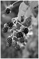 Close-up of blackberries. Hells Canyon National Recreation Area, Idaho and Oregon, USA (black and white)