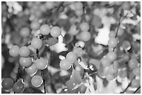 Yellow cherry plums. Hells Canyon National Recreation Area, Idaho and Oregon, USA (black and white)