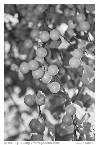 Close-up of cherry plums. Hells Canyon National Recreation Area, Idaho and Oregon, USA (black and white)