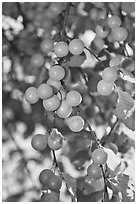 Close-up of cherry plums. Hells Canyon National Recreation Area, Idaho and Oregon, USA (black and white)