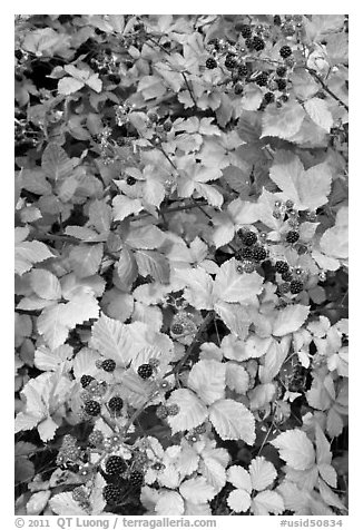 Blackberry bush. Hells Canyon National Recreation Area, Idaho and Oregon, USA