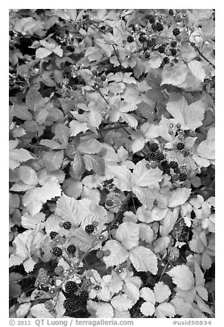 Blackberry bush. Hells Canyon National Recreation Area, Idaho and Oregon, USA (black and white)