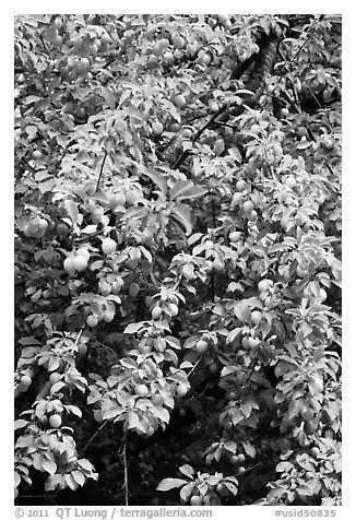 Branches of plum tree loaded with fruits. Hells Canyon National Recreation Area, Idaho and Oregon, USA (black and white)
