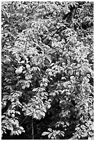 Branches of plum tree loaded with fruits. Hells Canyon National Recreation Area, Idaho and Oregon, USA (black and white)