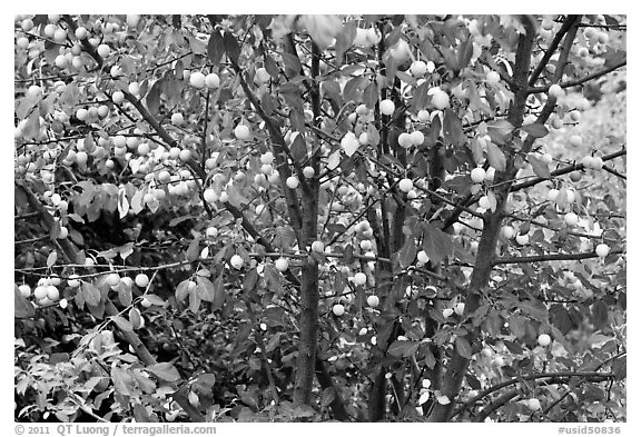 Plum tree with many fruits. Hells Canyon National Recreation Area, Idaho and Oregon, USA (black and white)