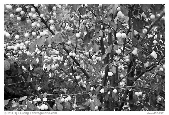 Abundance of ripe plums on tree. Hells Canyon National Recreation Area, Idaho and Oregon, USA