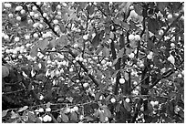 Abundance of ripe plums on tree. Hells Canyon National Recreation Area, Idaho and Oregon, USA (black and white)