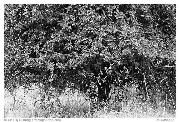 Plum tree. Hells Canyon National Recreation Area, Idaho and Oregon, USA (black and white)