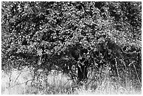 Plum tree. Hells Canyon National Recreation Area, Idaho and Oregon, USA ( black and white)