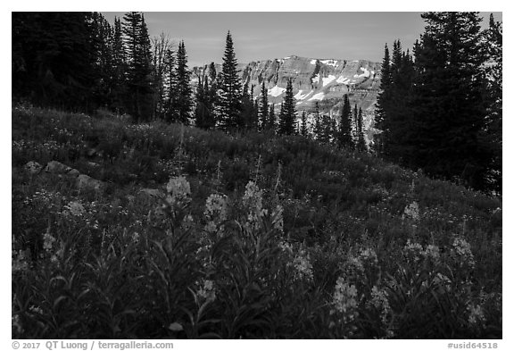 Fireweed and mountains, Face Trail. Jedediah Smith Wilderness,  Caribou-Targhee National Forest, Idaho, USA (black and white)