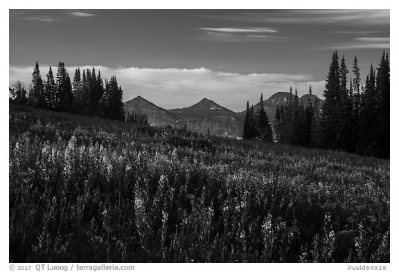 Late summer wildflowers and mountains, Face Trail. Jedediah Smith Wilderness,  Caribou-Targhee National Forest, Idaho, USA (black and white)