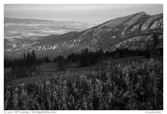 Wildflowers on mountains and fields on Idaho plain. Jedediah Smith Wilderness,  Caribou-Targhee National Forest, Idaho, USA (black and white)