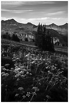 Cow parsnip and mountains, Face Trail. Jedediah Smith Wilderness,  Caribou-Targhee National Forest, Idaho, USA ( black and white)