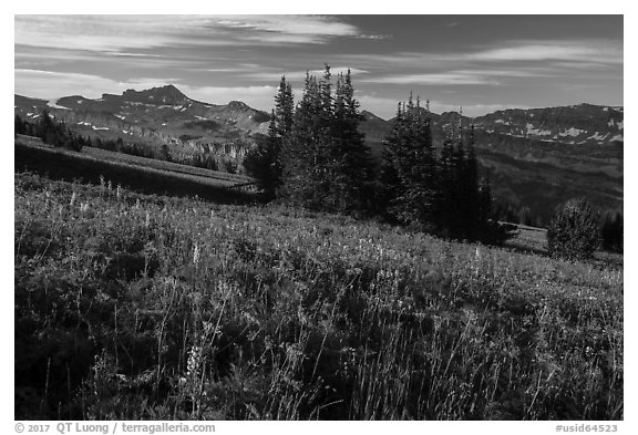 Flowering meadown in late summer, Face Trail. Jedediah Smith Wilderness,  Caribou-Targhee National Forest, Idaho, USA (black and white)