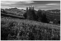 Flowering meadown in late summer, Face Trail. Jedediah Smith Wilderness,  Caribou-Targhee National Forest, Idaho, USA ( black and white)