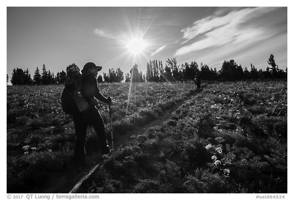 Hikers on Face Trail surrounded by wildflowers. Jedediah Smith Wilderness,  Caribou-Targhee National Forest, Idaho, USA (black and white)