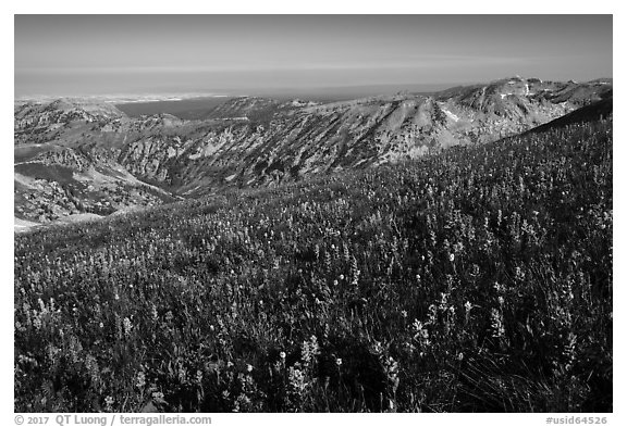 Multicolored wildflower carpet near Table Mountain. Jedediah Smith Wilderness,  Caribou-Targhee National Forest, Idaho, USA (black and white)