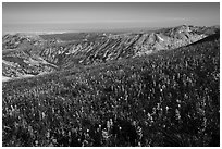 Multicolored wildflower carpet near Table Mountain. Jedediah Smith Wilderness,  Caribou-Targhee National Forest, Idaho, USA ( black and white)