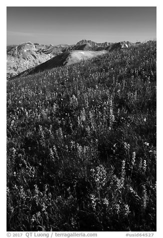 Multicolored wildflowers near Table Mountain. Jedediah Smith Wilderness,  Caribou-Targhee National Forest, Idaho, USA (black and white)