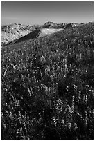 Multicolored wildflowers near Table Mountain. Jedediah Smith Wilderness,  Caribou-Targhee National Forest, Idaho, USA ( black and white)