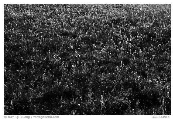 Backlit wildflowers near Table Mountain. Jedediah Smith Wilderness,  Caribou-Targhee National Forest, Idaho, USA (black and white)